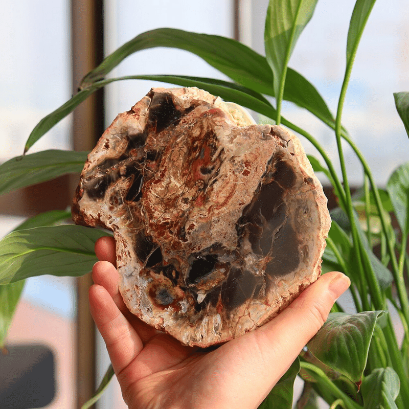 Tranche de Bois Pétrifié | Lithothérapie Stéphanie